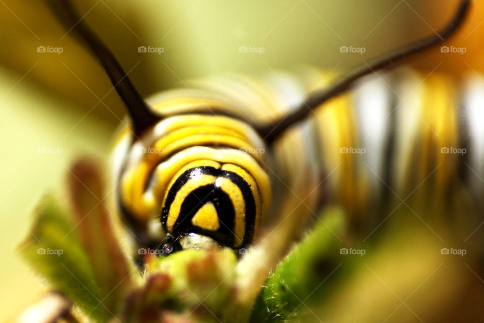 Monarch caterpillar. 