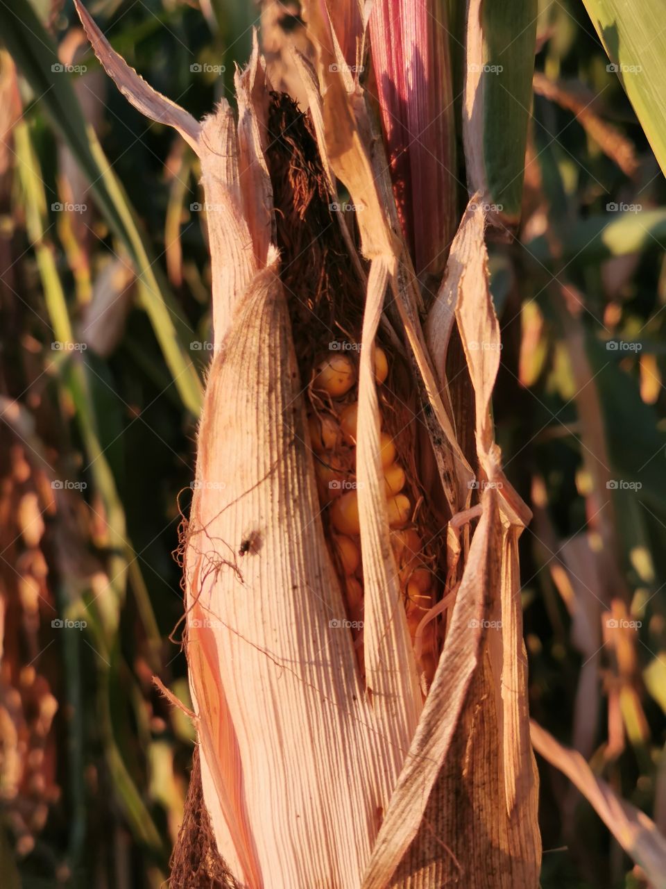 Maiskolben im Abendlicht