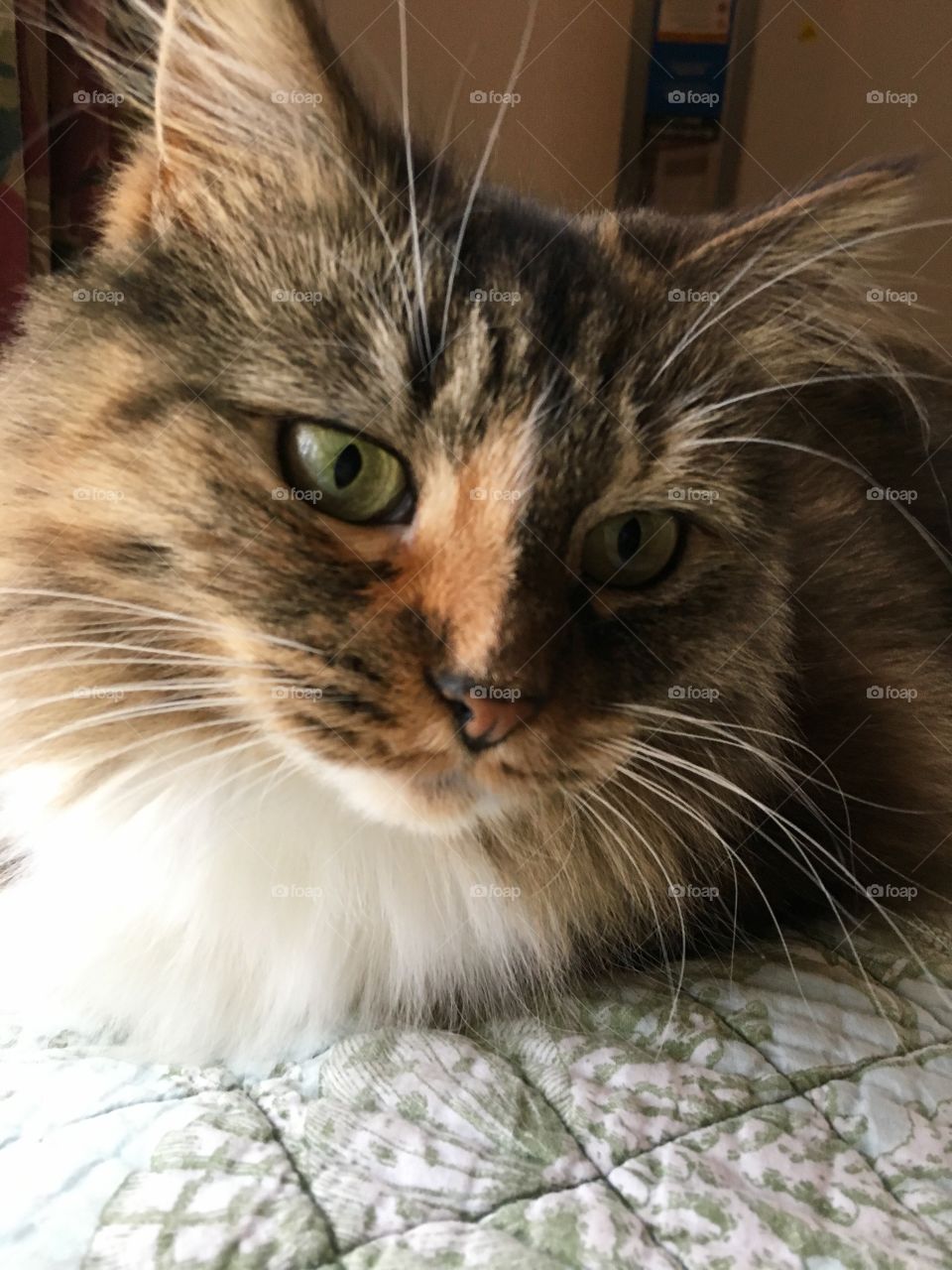 Close-up of a fluffy cat