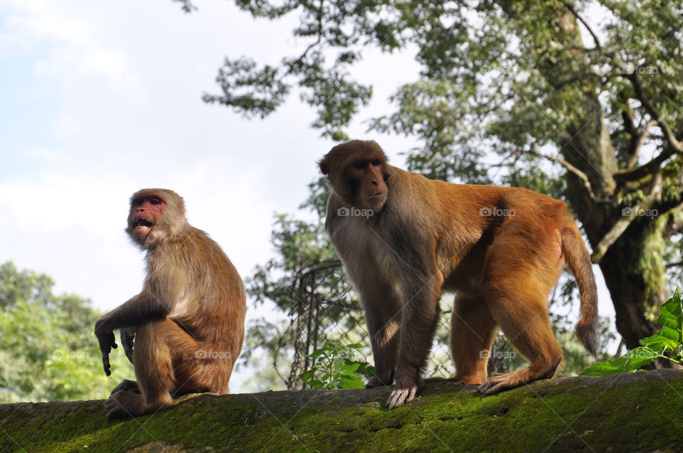 Wild monkeys . Nepal
