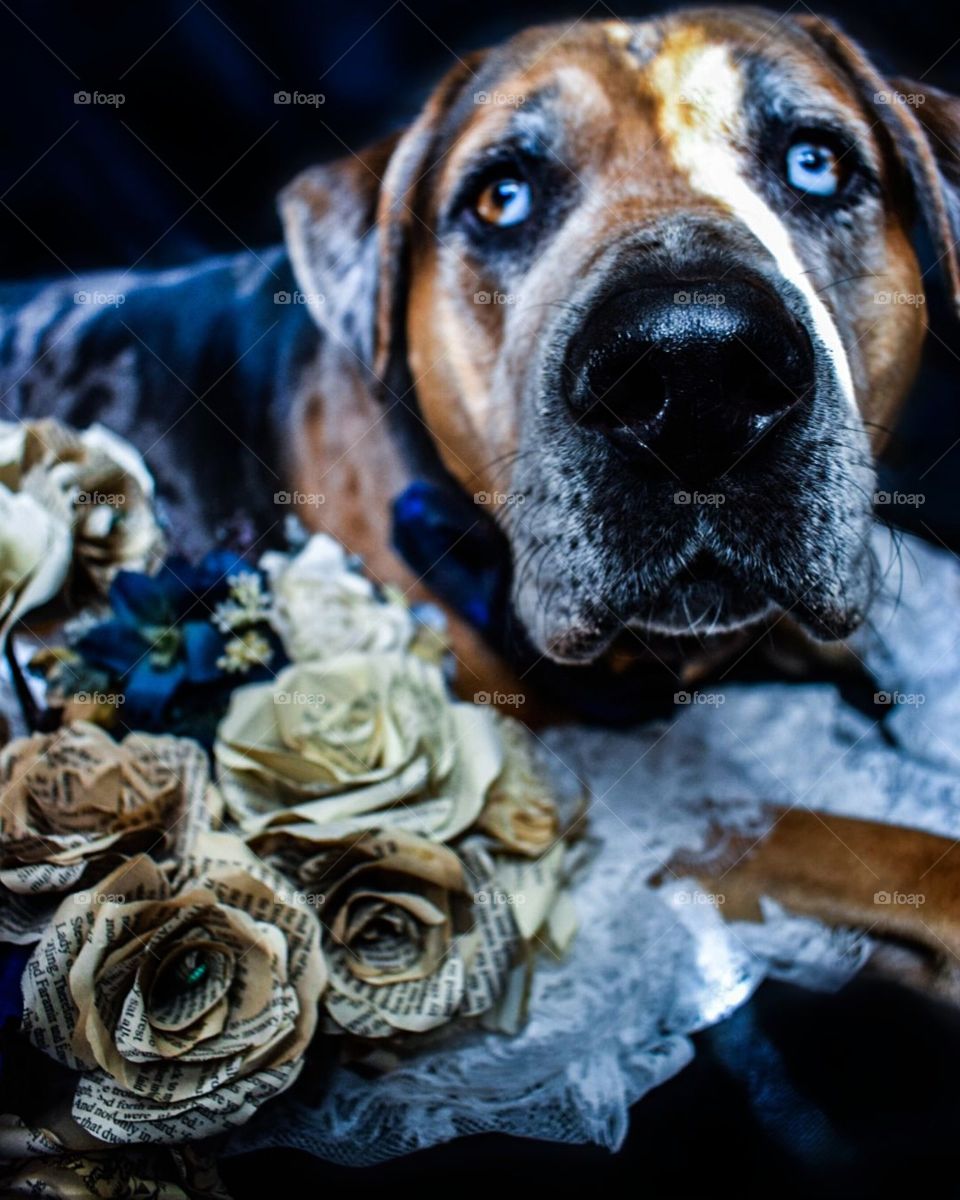 Hound With Flowers