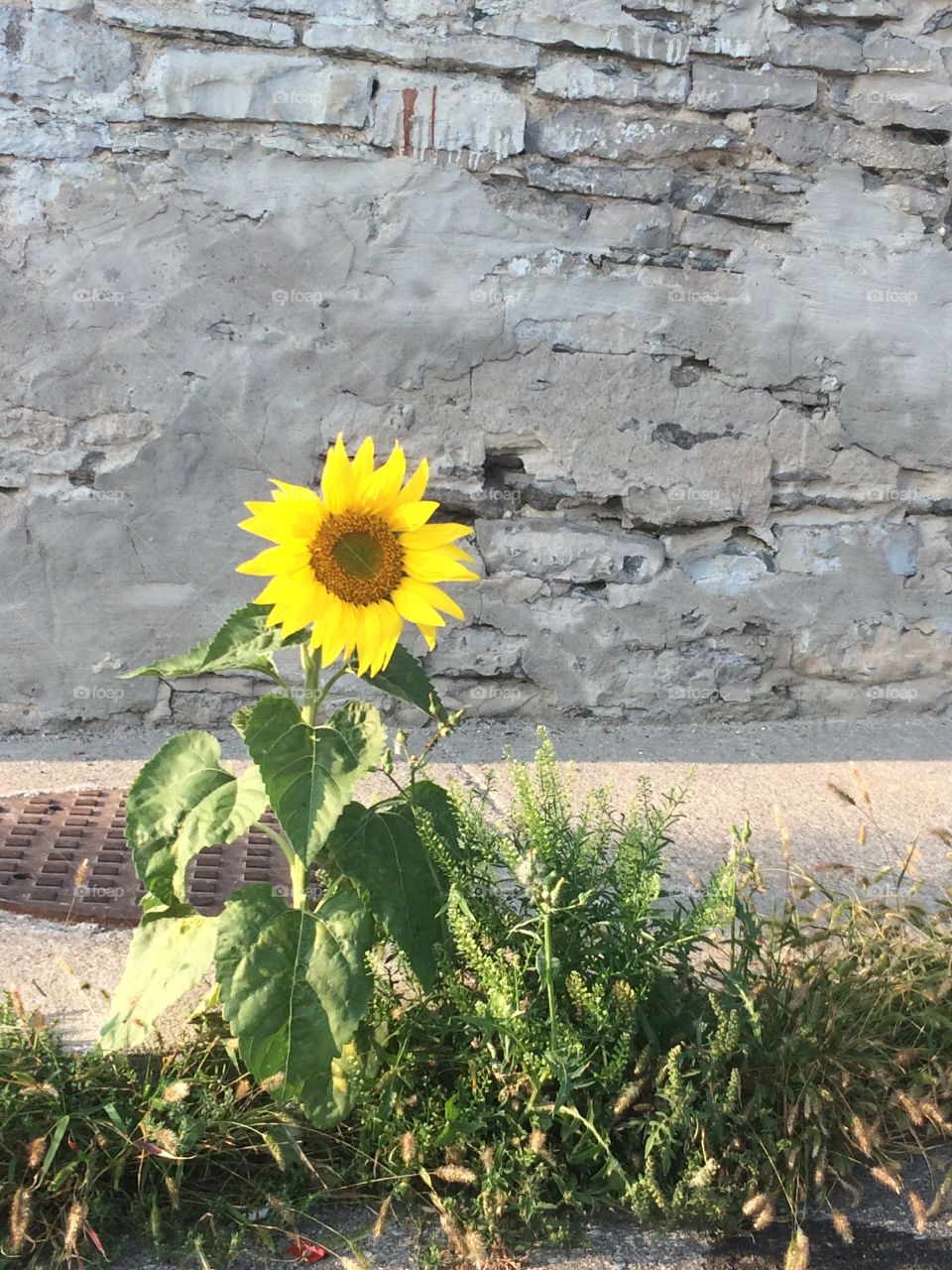 Sunflower in the sidewalk 
