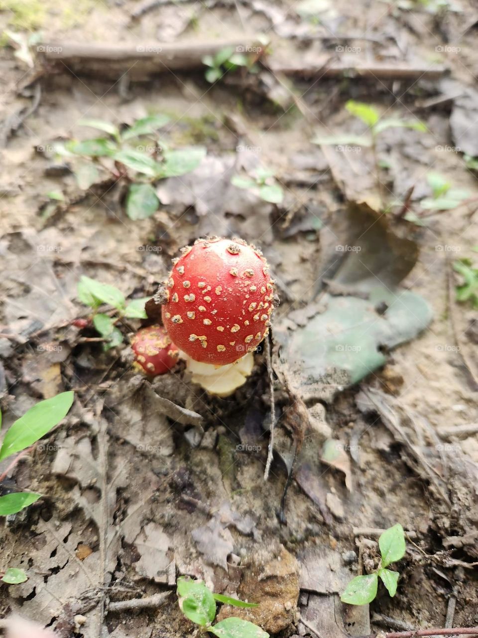 little mushroom
