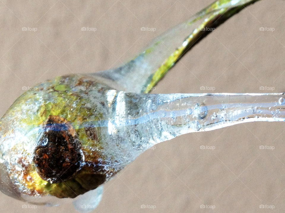 Rosehips in ice