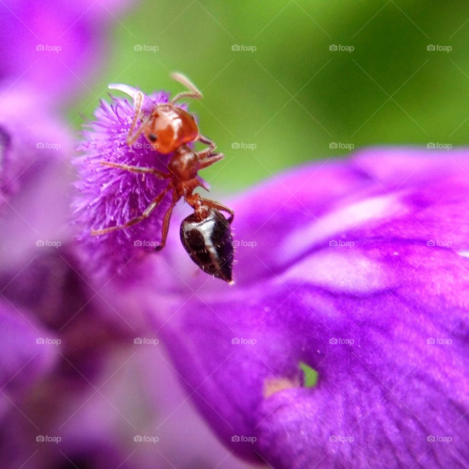 A macro ant on a blue flower