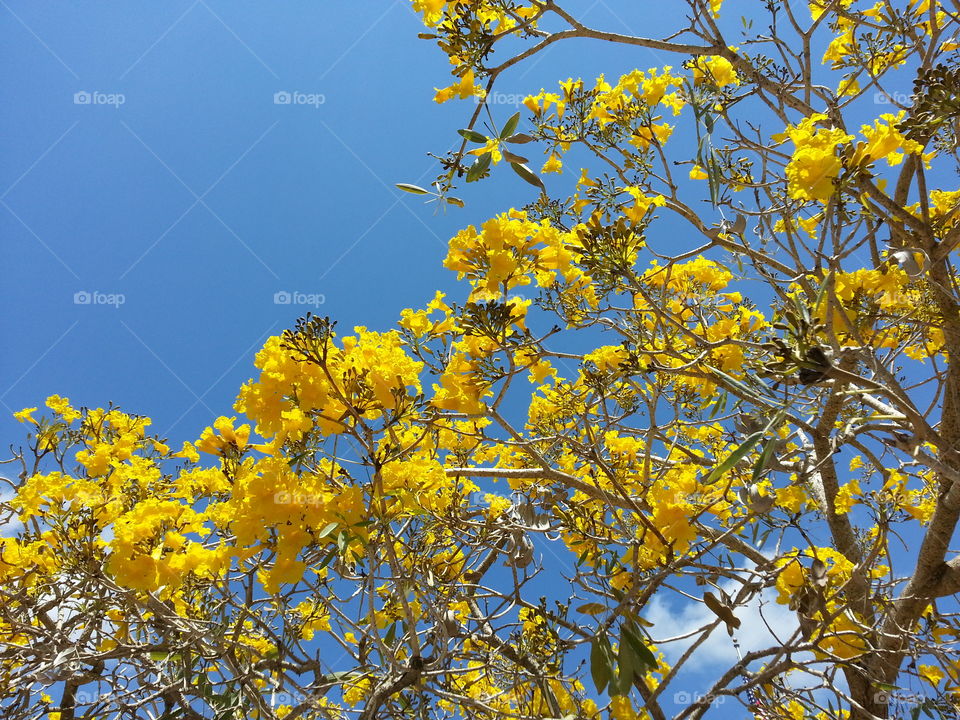 Yellow Blossoms against Blue Sky. Looking up beyond the yellow blossoms is blue sky. Tabebuia tree