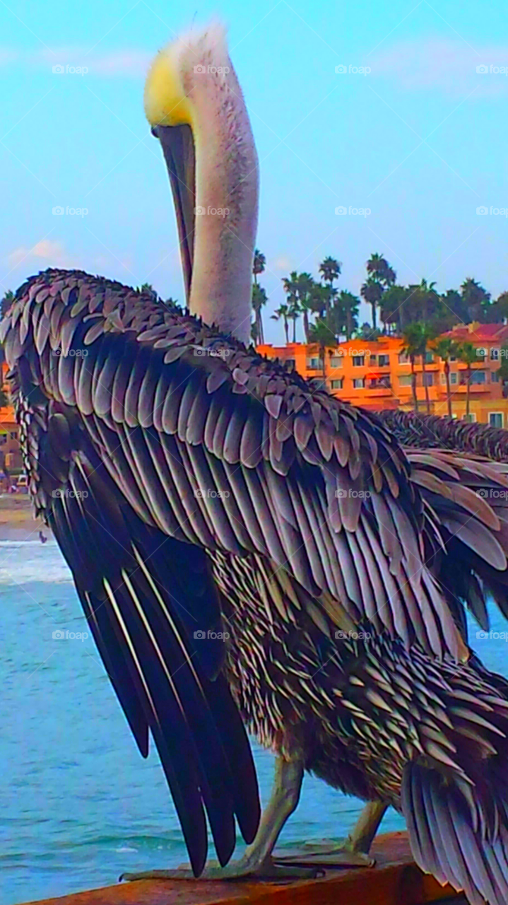 "Pelican At Oceanside Pier"