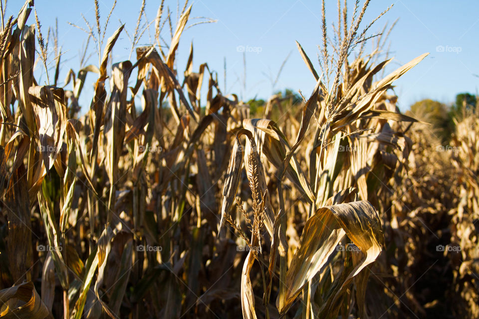 corn harvest. harvest time