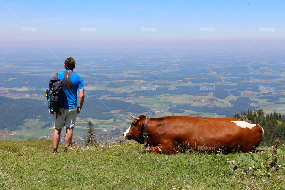 A hiker and a cow enjoying the view of beautiful countryside from the top of the mountain