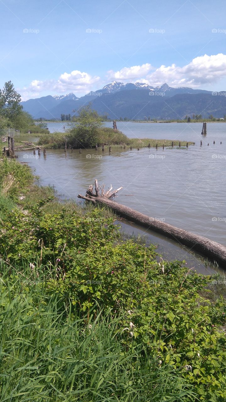 Walking on the Pitt River dike offers different views around each bend