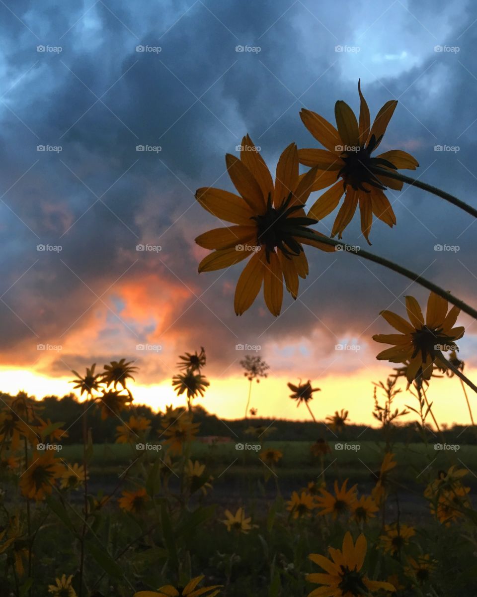 Sunset with flowers