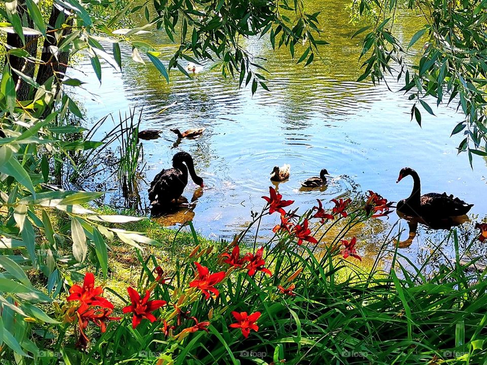Nature. Pond. Red lilies grow on the shore. Two black swans and ducks swim in the water. Green branches of trees hang over the water