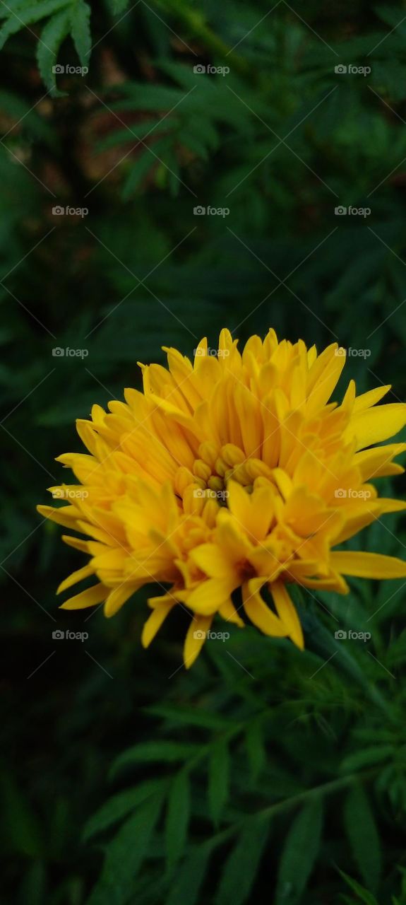 naturelove, beautiful flower, yellow love, green love