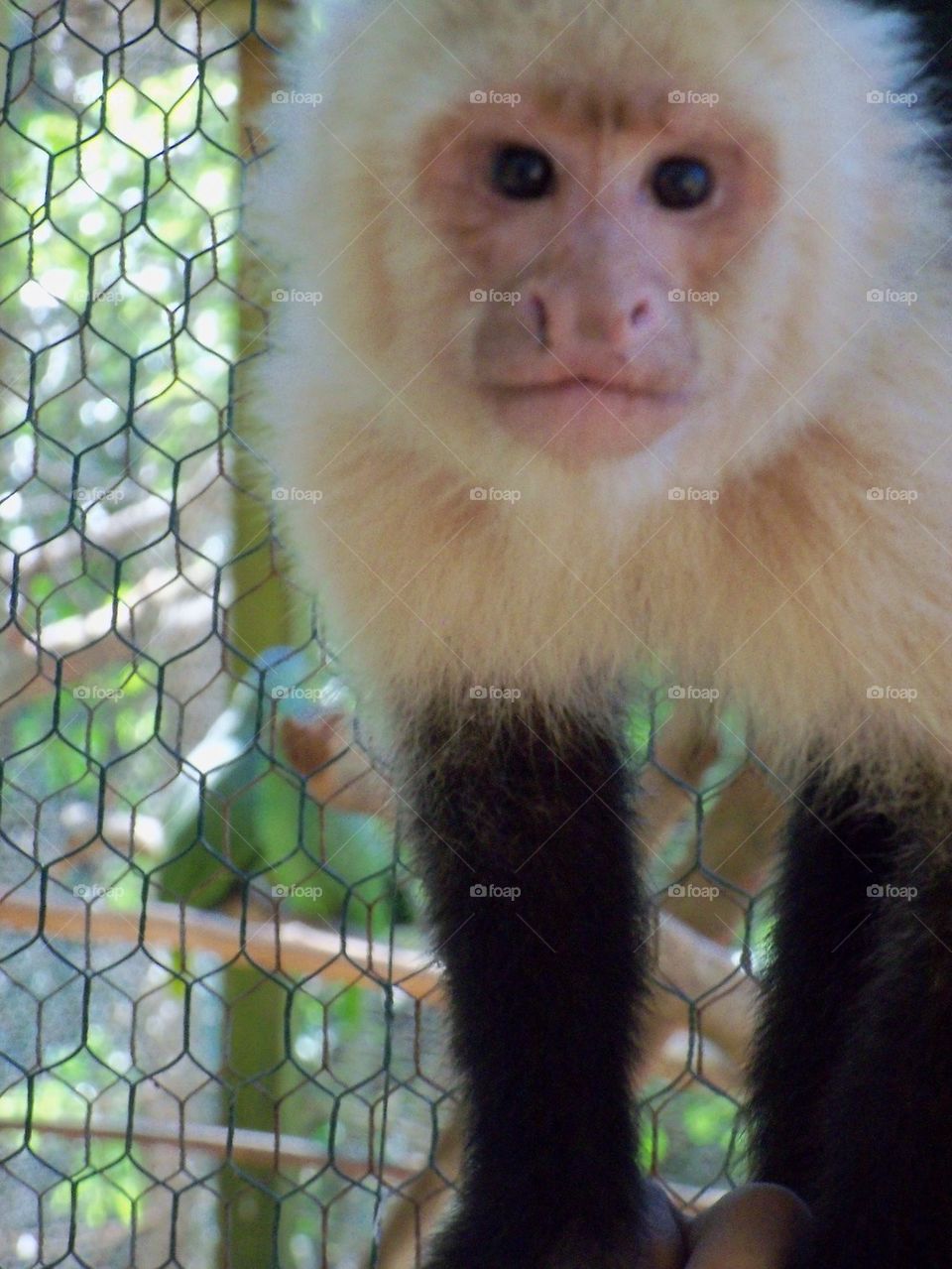 Capuchin monkey