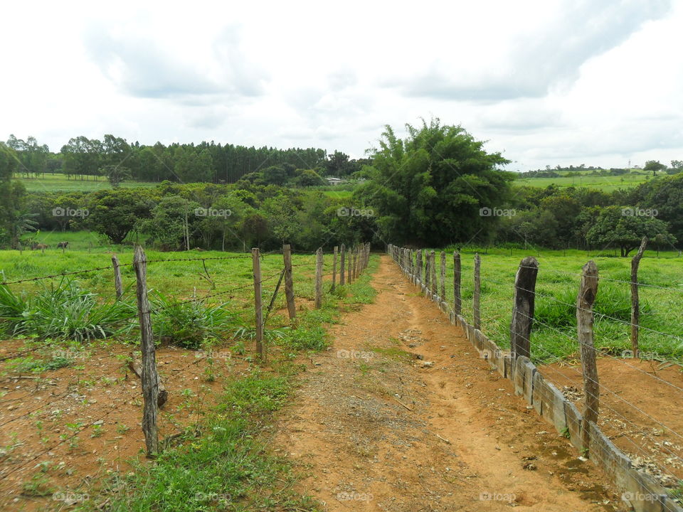 Farm in Brazil, nature