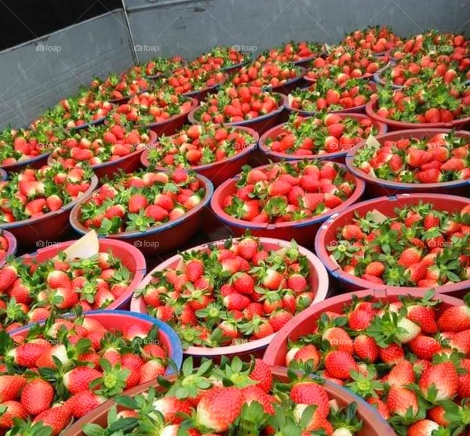 strawberry on the fram