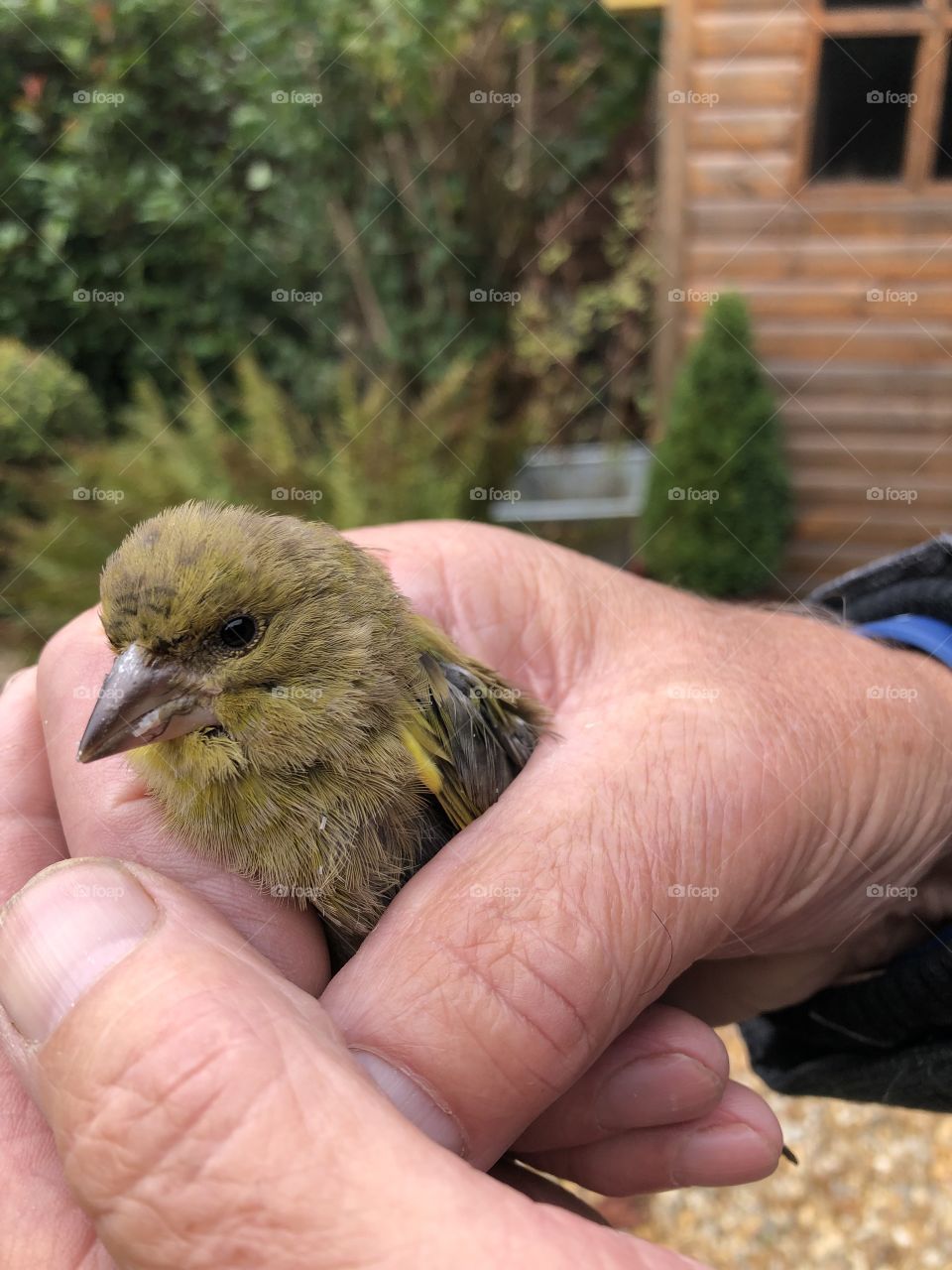 Baby green finch
