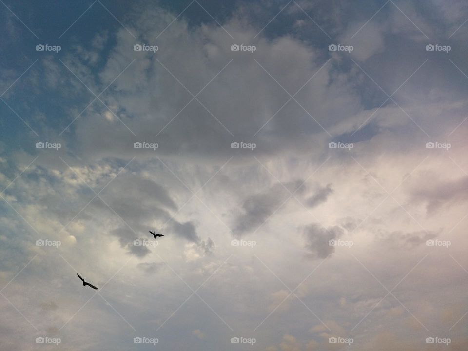 Cloudy sky and seagulls