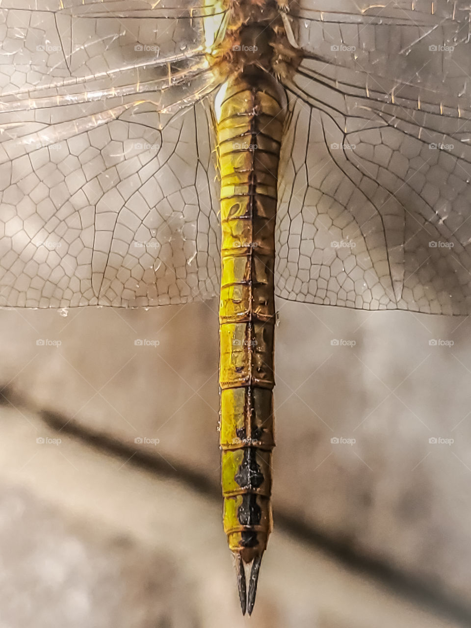 Macro displaying the texture of a dragonfly's body and wings.