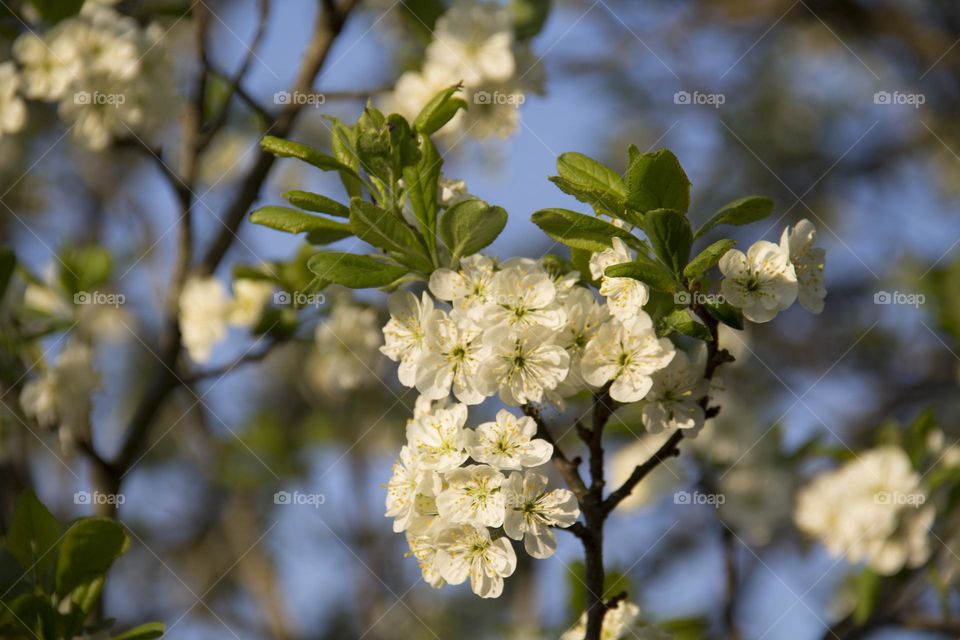 Spring flowering of trees and flowers on a sunny day in spring.
