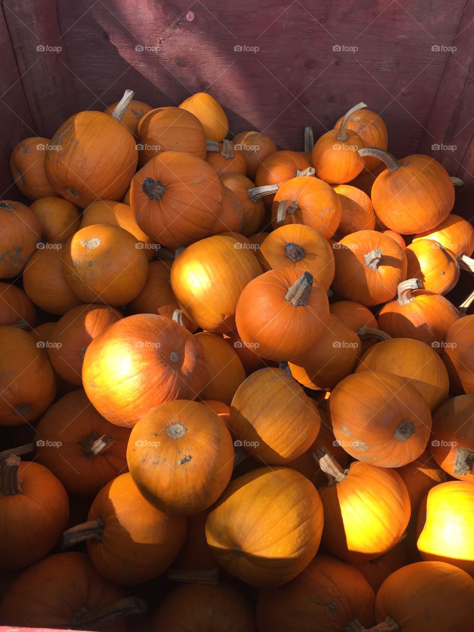 Pumpkins