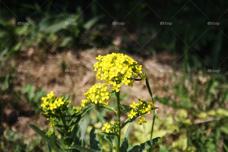 Wildflowers on a sunny day