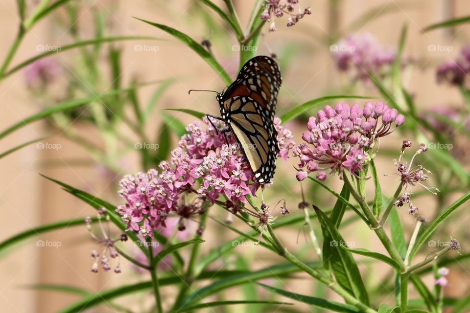 Monarch butterfly on milkweed 