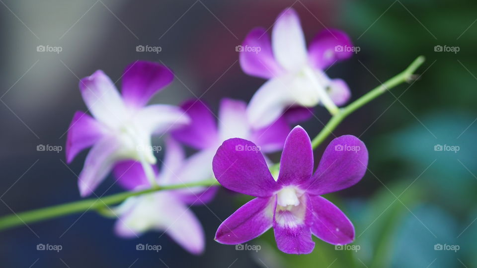 Muted background Orchids in soft white and purple gown on same twig as single orchid frontal view