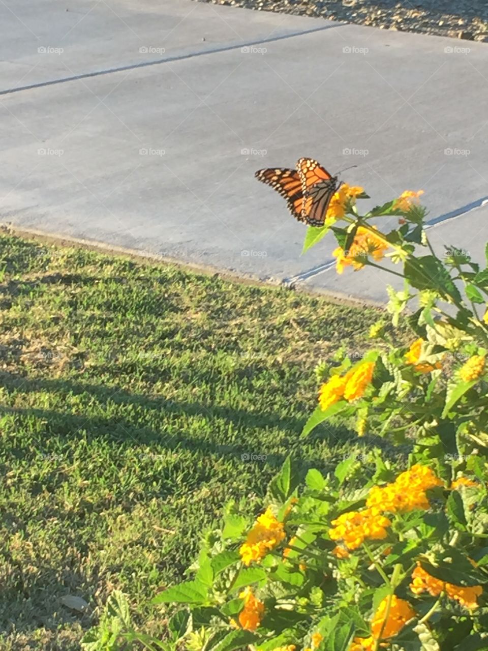 A monarch butterfly lands on a common flower in Eastmark's Orange Monster Park.