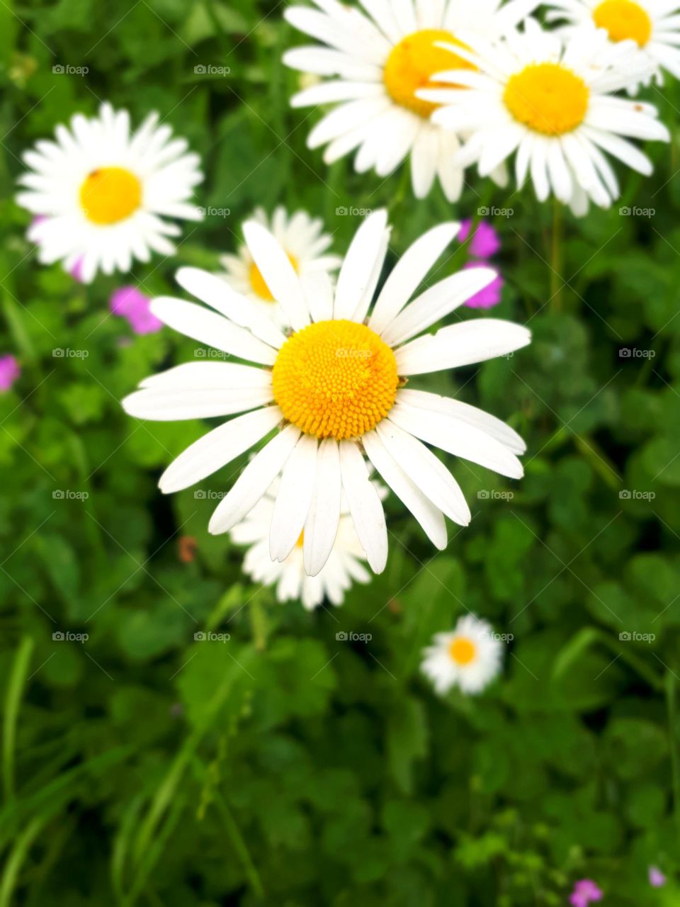 Big flower chamomile in my garden