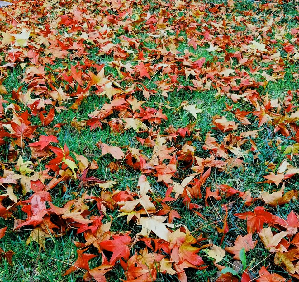 falling leaves on the ground