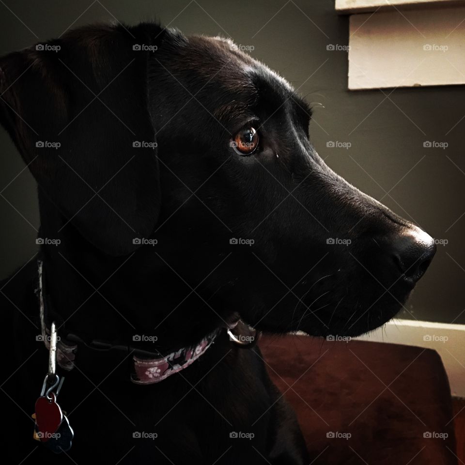 Black lab laying down 