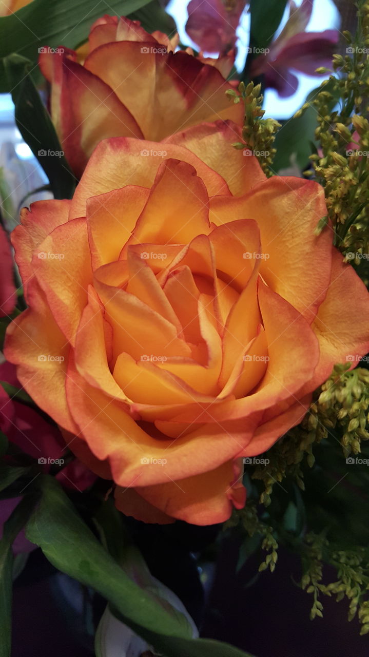 orange rose. Beautiful rose