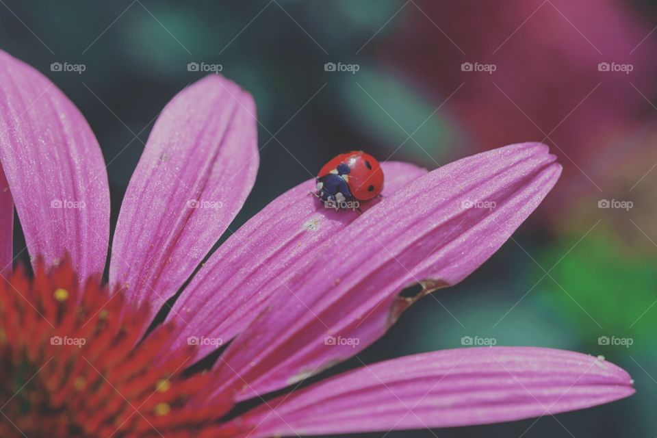 No Person, Insect, Nature, Flower, Summer