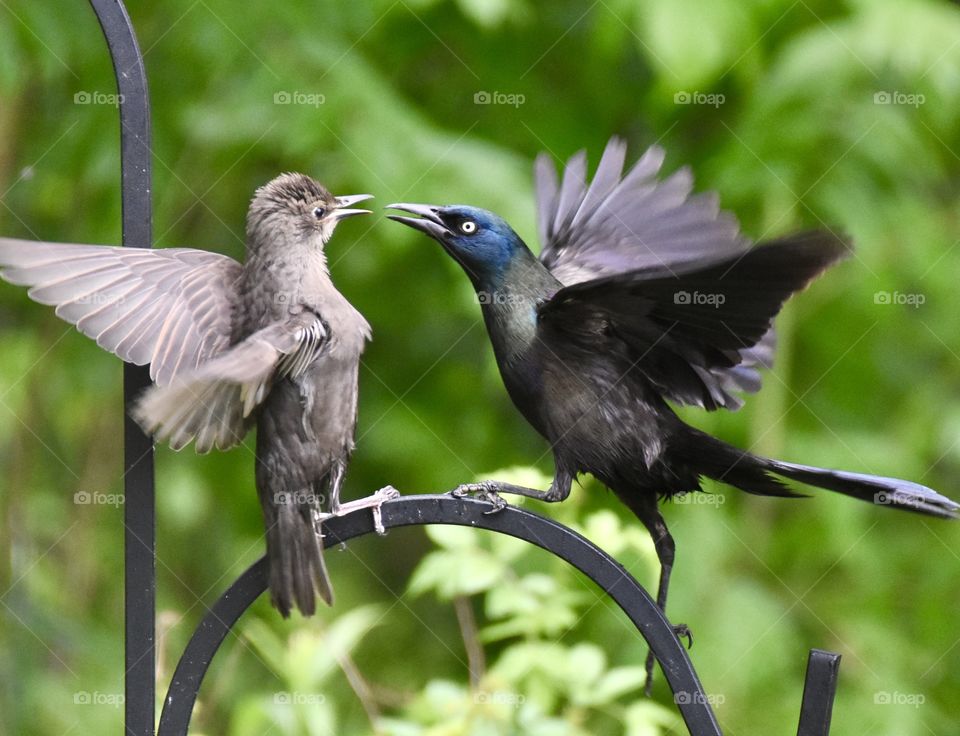 A territorial grackle intimidating a baby starling