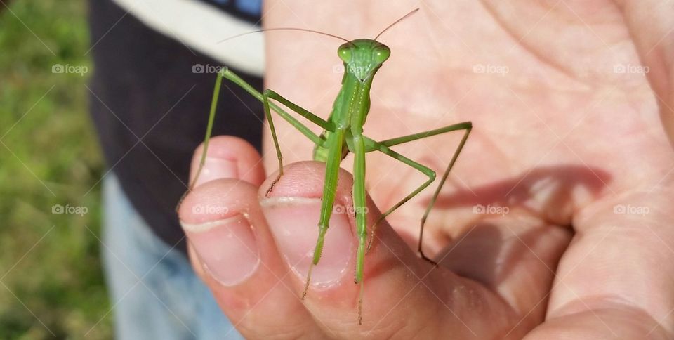 Praying Mantis