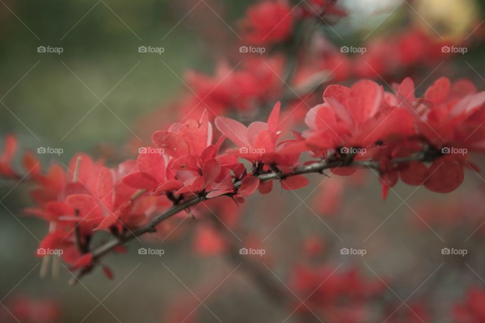 Close-up of red leaf on branch