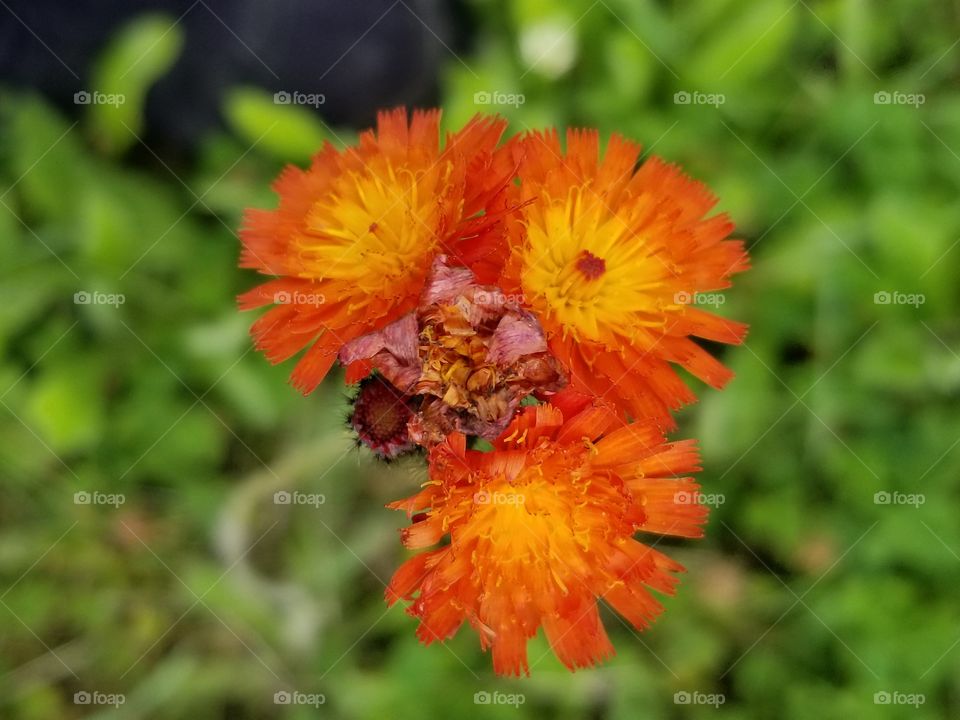 orange hawkweed invasive