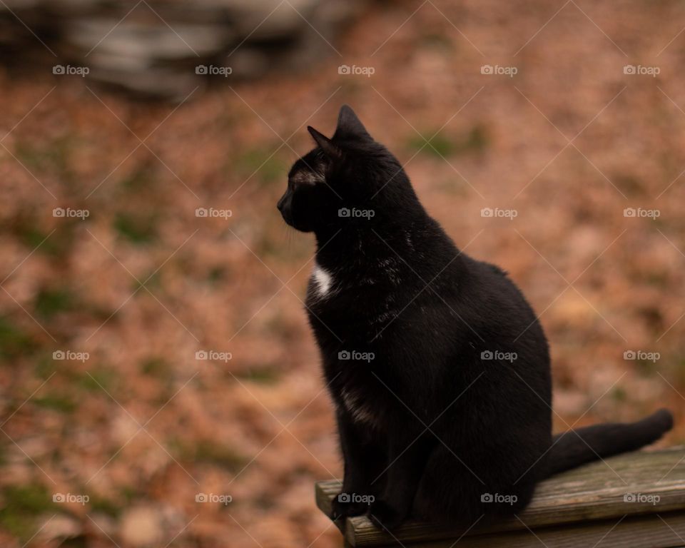 Black cat looking out over fallen Autumn leaves