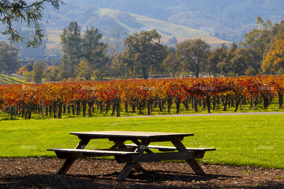 THE VINYARD WINERY AT NAPPA VALLEY CALIFORNIA USA