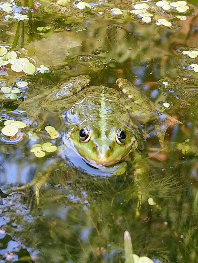 A frog