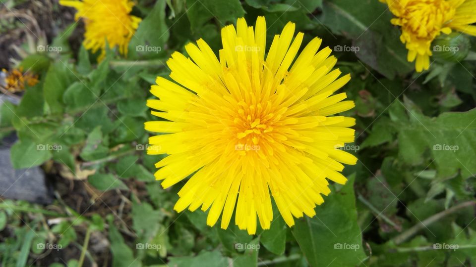 Dandelion
