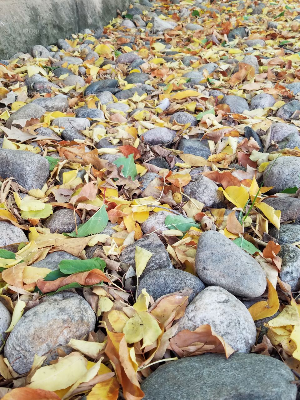 Dry autumn leaves 