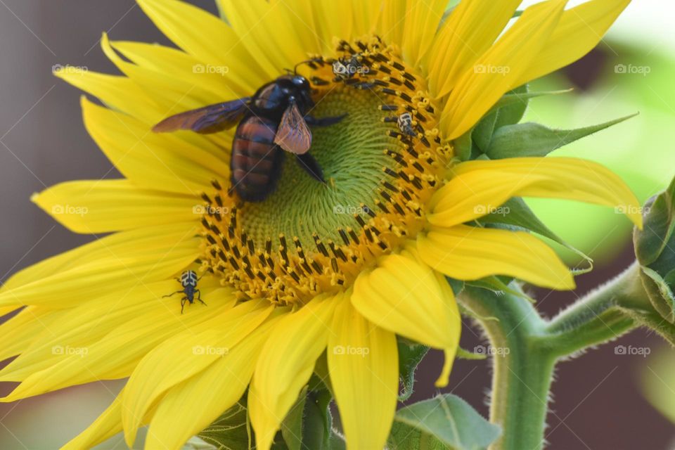 Sunflower/Girassol.