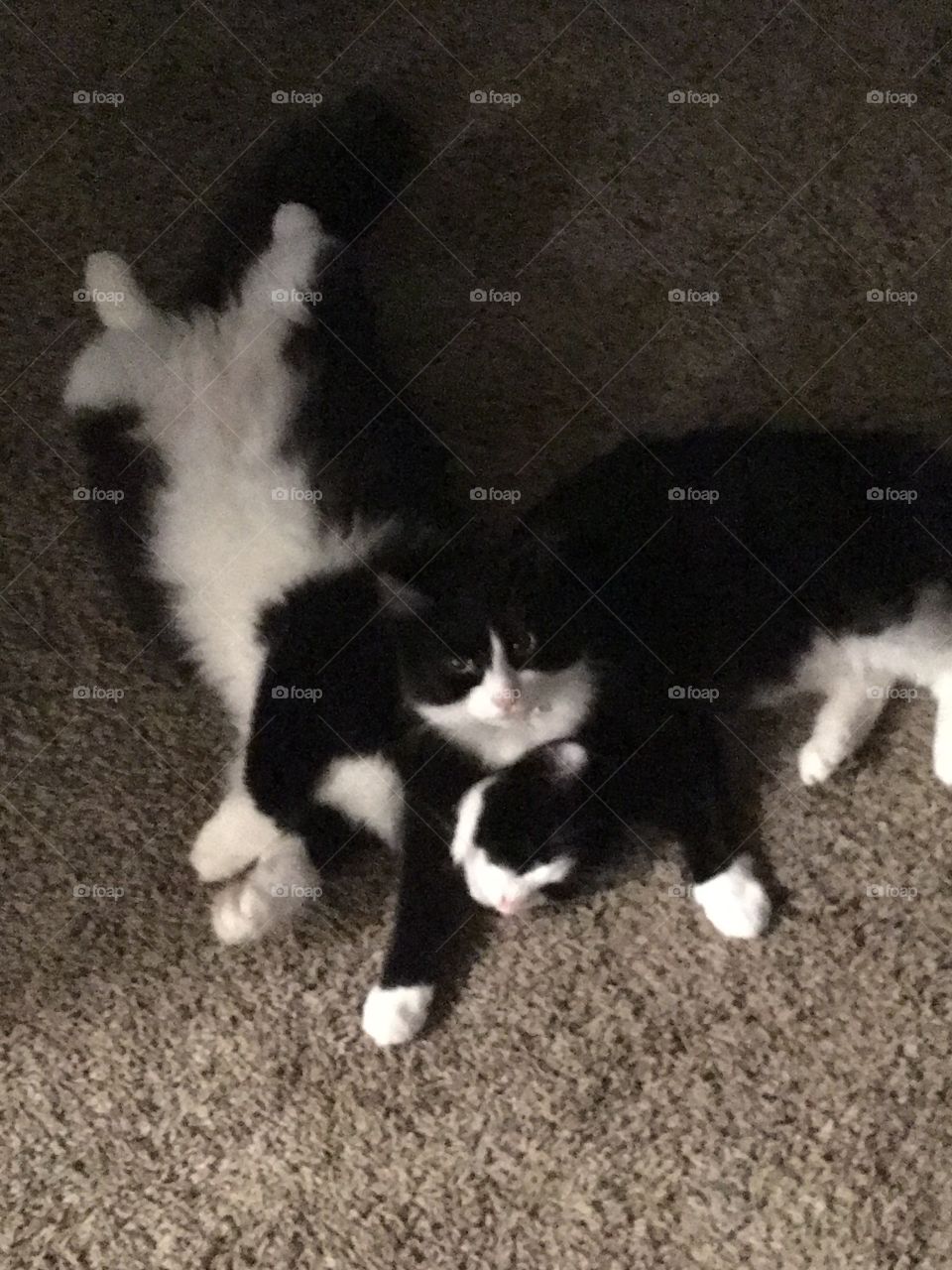 2 cozy cuddling cats