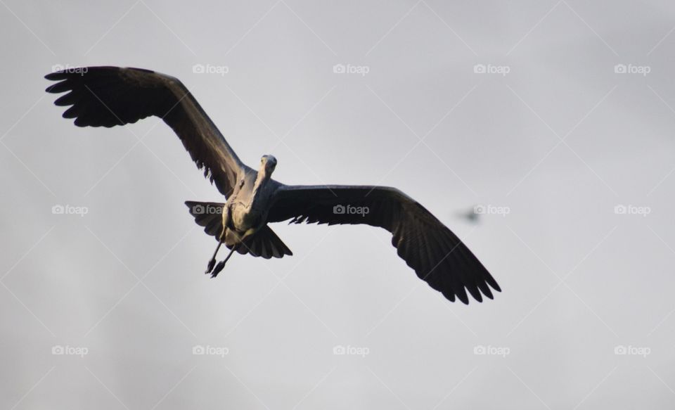 Flying Grey Heron