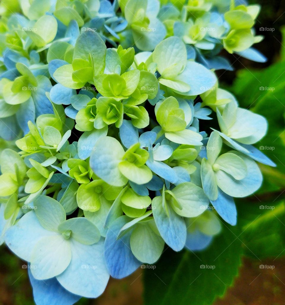sky blue flower