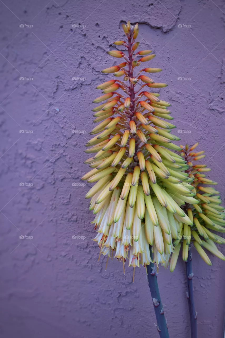 Aloe