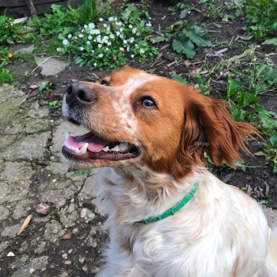 White and light brow dog, of a breed Brittany Spaniel , sitting and waiting for a treat.