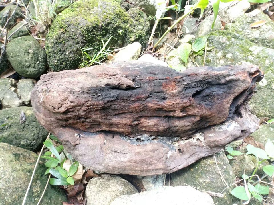 Malaysian Forest/Hutan Malaysia/الغابات الماليزية/马来西亚山林